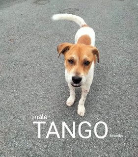 Tango - Mixed Breed Dog