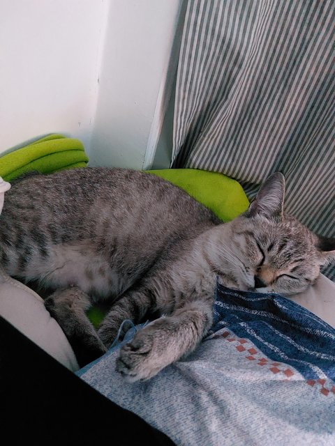 Monsh - Domestic Medium Hair Cat