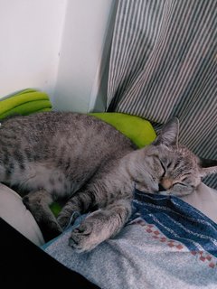 Monsh - Domestic Medium Hair Cat