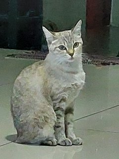 Monsh - Domestic Medium Hair Cat
