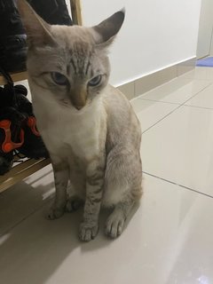 Monsh - Domestic Medium Hair Cat
