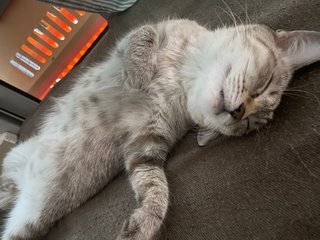 Monsh - Domestic Medium Hair Cat