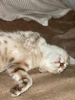 Monsh - Domestic Medium Hair Cat