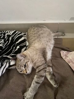 Monsh - Domestic Medium Hair Cat