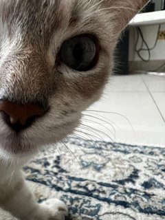 Monsh - Domestic Medium Hair Cat