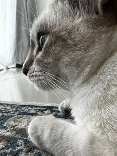 Monsh - Domestic Medium Hair Cat