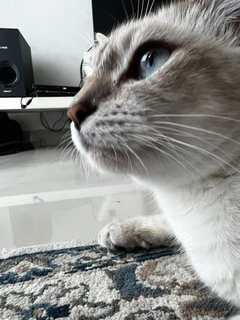 Monsh - Domestic Medium Hair Cat