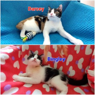 Darcey &amp; Bingley - Domestic Short Hair + Domestic Medium Hair Cat