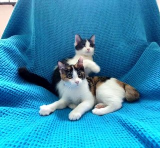 Darcey &amp; Bingley - Domestic Short Hair + Domestic Medium Hair Cat