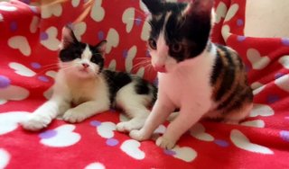 Darcey &amp; Bingley - Domestic Short Hair + Domestic Medium Hair Cat