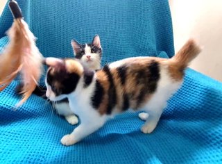 Darcey &amp; Bingley - Domestic Short Hair + Domestic Medium Hair Cat