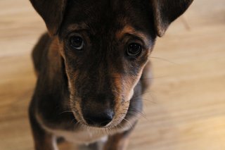 Mocha - Mixed Breed Dog