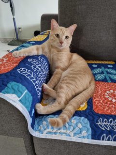 Ginger &amp; Patch - Domestic Medium Hair Cat