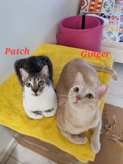 Ginger &amp; Patch - Domestic Medium Hair Cat