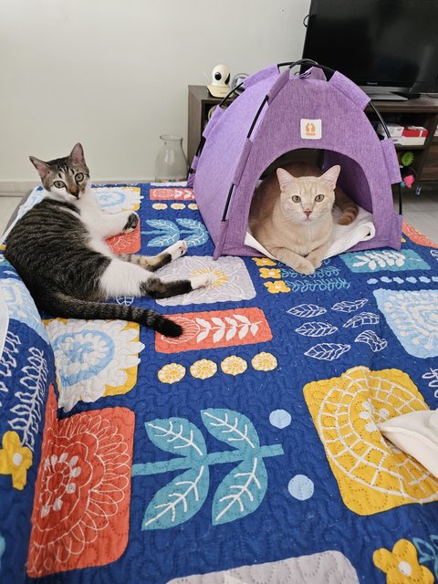 Ginger &amp; Patch - Domestic Medium Hair Cat