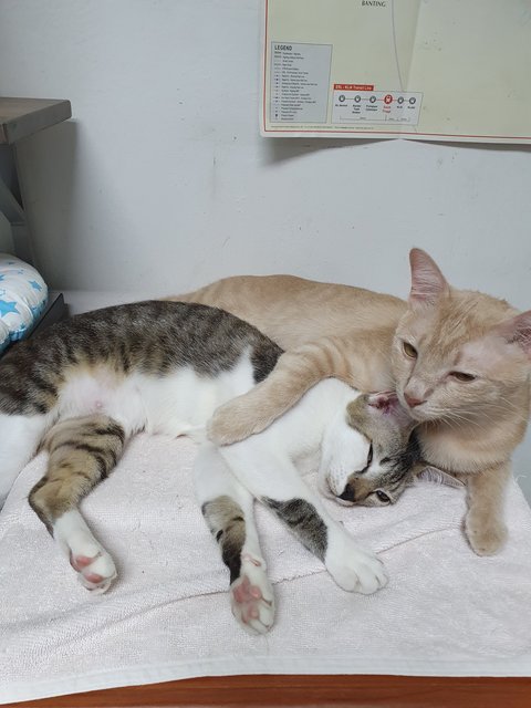 Ginger &amp; Patch - Domestic Medium Hair Cat