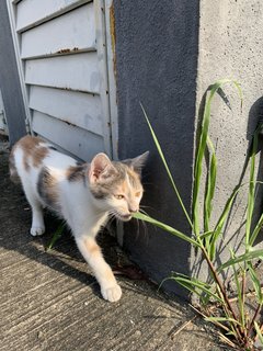 Luna (Urgent) - Domestic Long Hair Cat