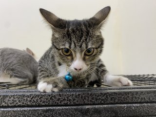 Hebe  - Domestic Long Hair Cat