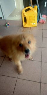 Tama - Pomeranian Dog