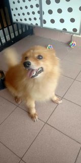 Tama - Pomeranian Dog