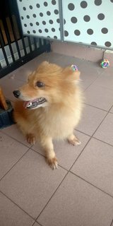 Tama - Pomeranian Dog