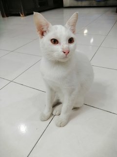 Lola, Cookie, Oscar And Leo  - Siamese Cat