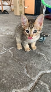 Bubu - Domestic Medium Hair Cat