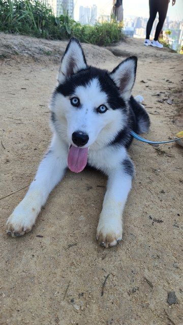 Cookie - Siberian Husky Dog