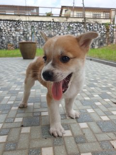 Shorty - Mixed Breed Dog