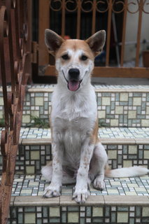 Shorty - Mixed Breed Dog