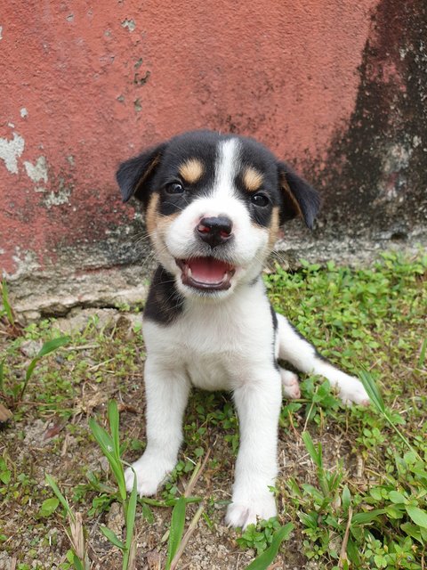 Little Moo - Mixed Breed Dog