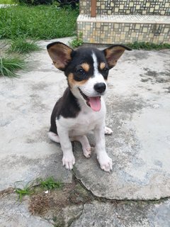 Little Moo - Mixed Breed Dog