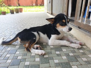 Little Moo - Mixed Breed Dog