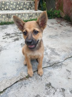 Coco - Mixed Breed Dog