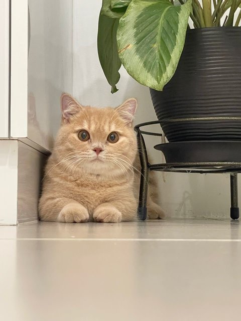 Loki - Munchkin Cat