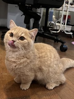 Loki - Munchkin Cat