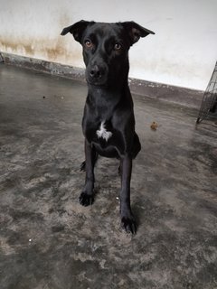 Maria - Mixed Breed Dog