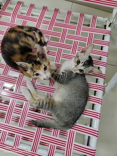 Charlie &amp; Sally - Calico + Tabby Cat