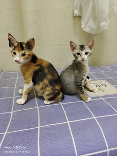 Charlie &amp; Sally - Calico + Tabby Cat