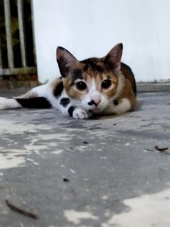 Charlie &amp; Sally - Calico + Tabby Cat