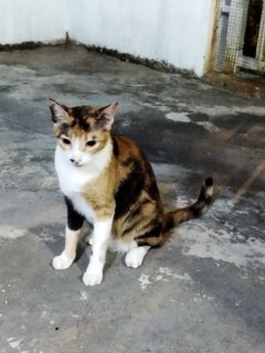 Charlie &amp; Sally - Calico + Tabby Cat