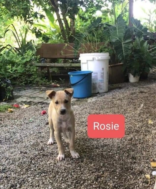 Rosie - Mixed Breed Dog