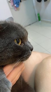 Grey - British Shorthair Cat