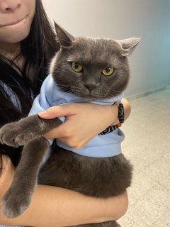 Grey - British Shorthair Cat