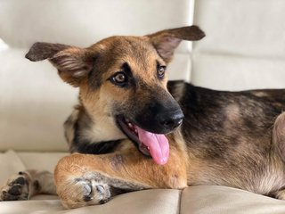 Lucky - Mixed Breed Dog