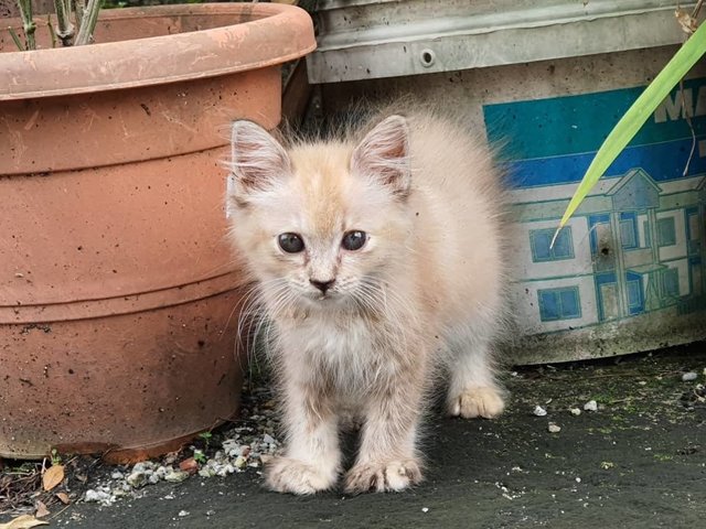 Peach - Domestic Long Hair Cat