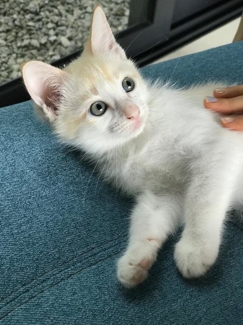 Marshmallow 🤍 - Domestic Short Hair Cat