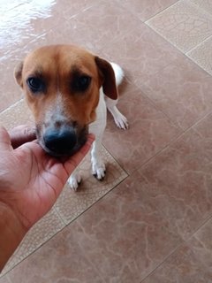 Male Pup Klang - Mixed Breed Dog