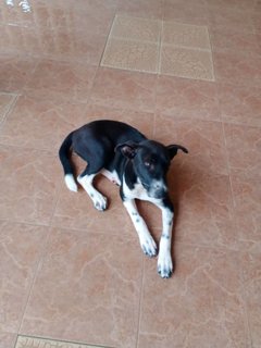 Female Klang - Mixed Breed Dog