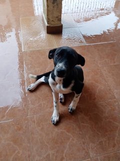 Female Klang - Mixed Breed Dog